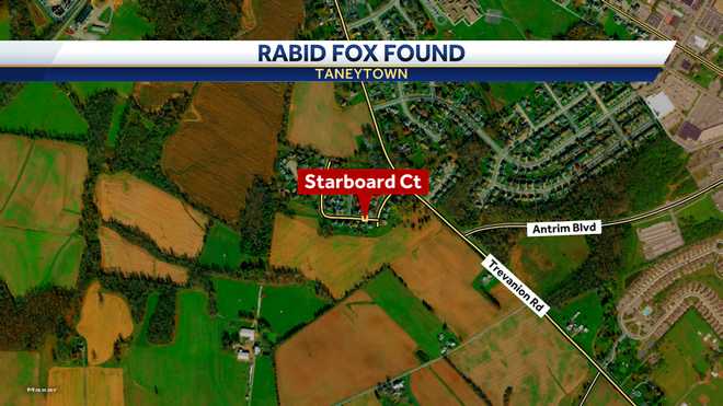 Health officials warn of fox testing positive for rabies