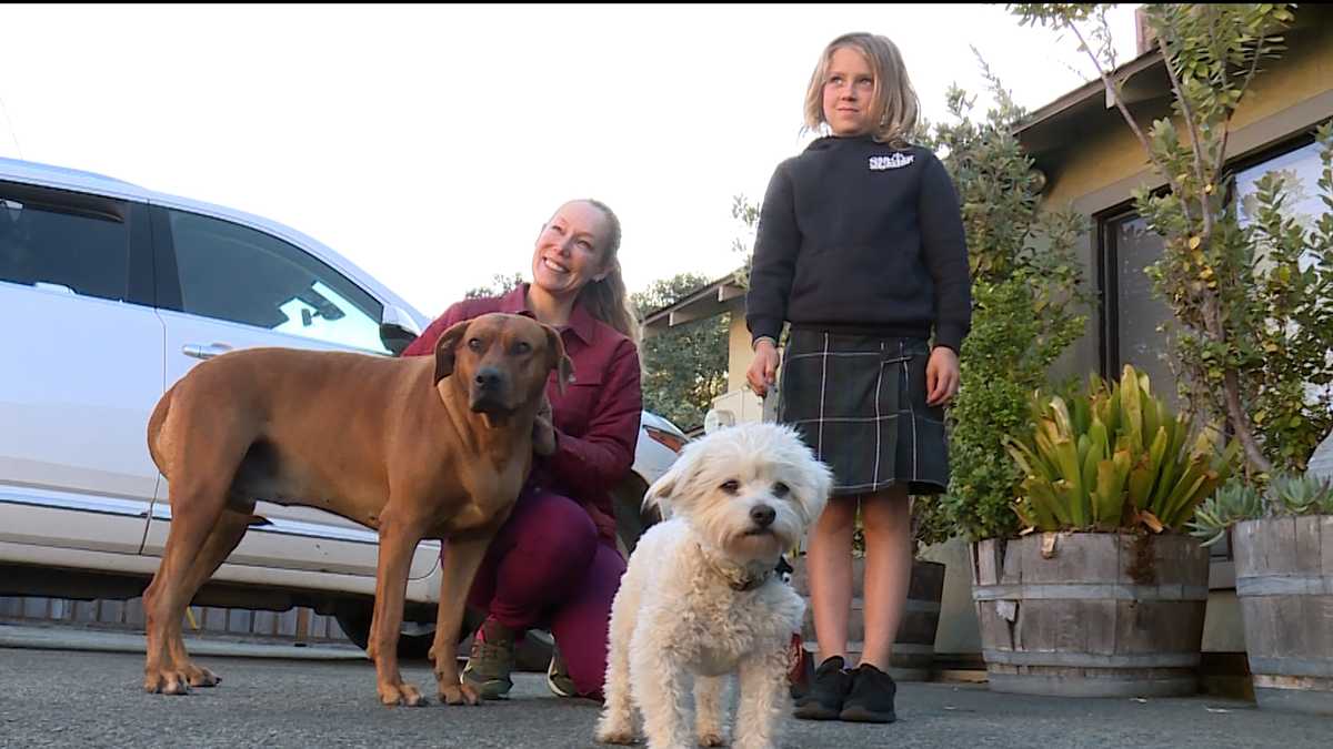 Two dogs reunited with their owner after being stolen from car