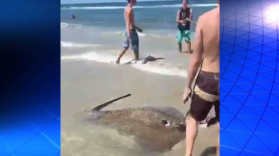 beach-crowd-hassles-fisherman-over-300-pound-stingray