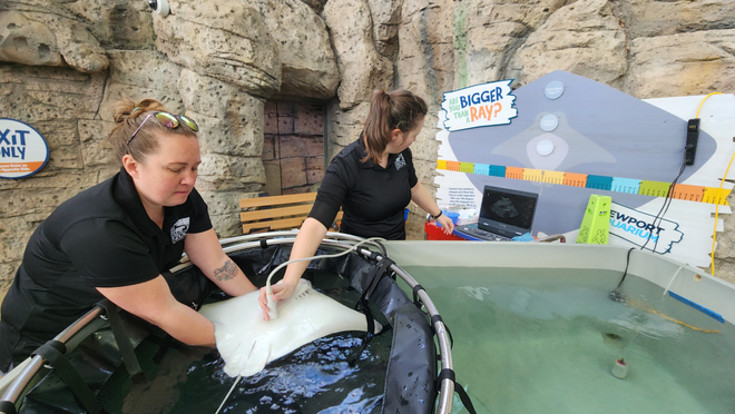 Cincinnati Zoo, Newport Aquarium work together on routine exams for 14 ...