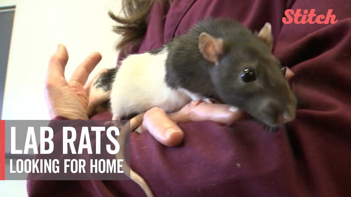 Lab Rats In Need Of Retirement Home