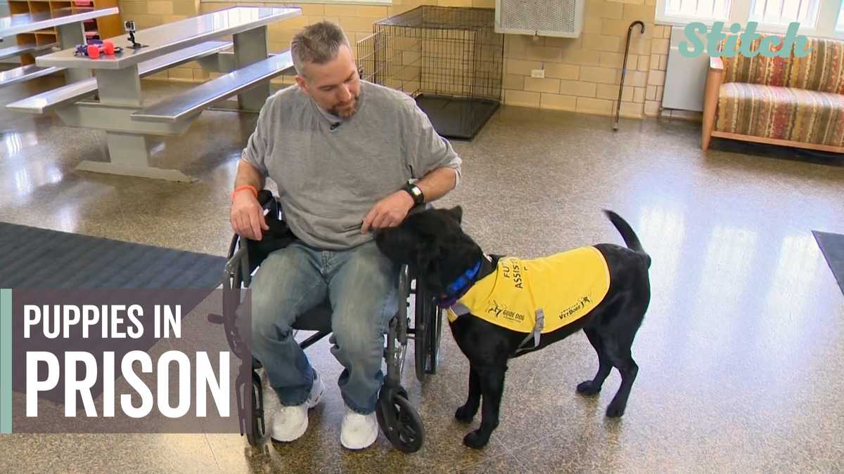 Inmates raising puppies to help those in need