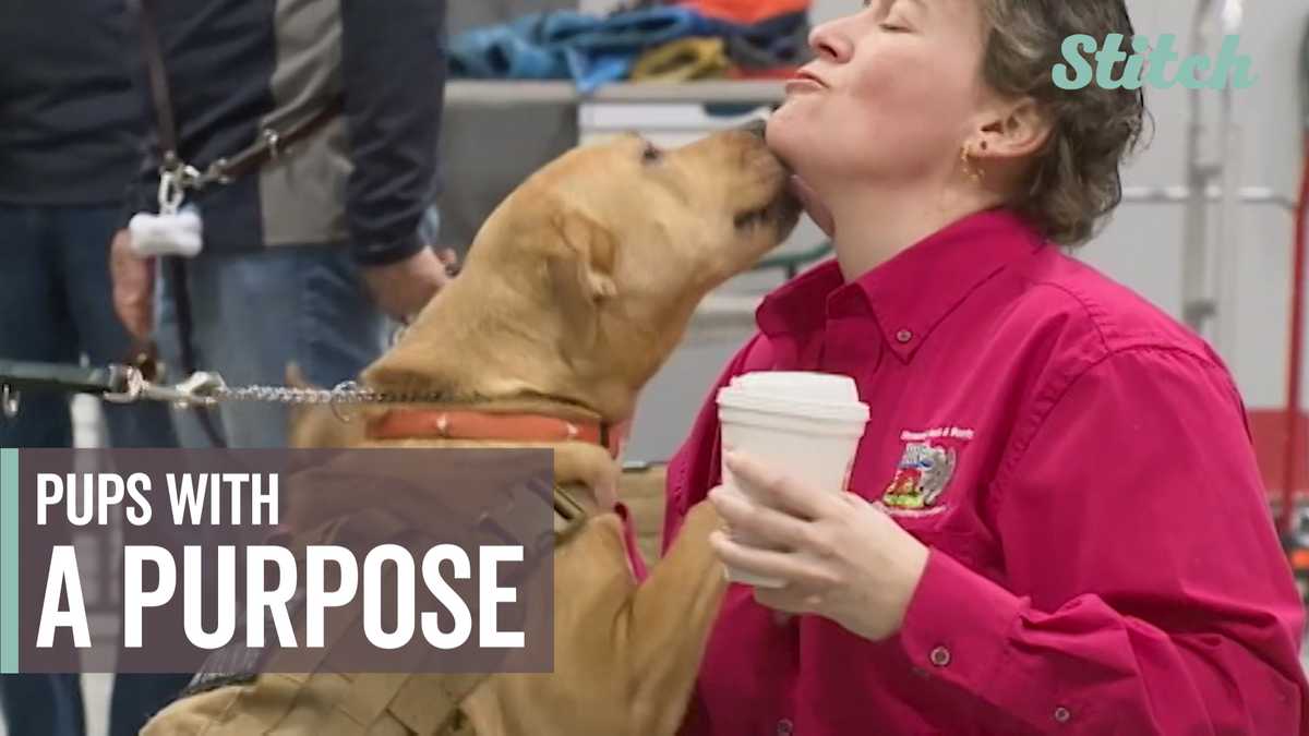 Service dogs trained to lifechanging companions for veterans