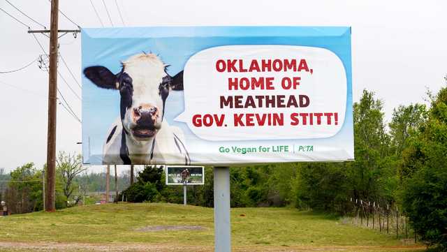 PETA KEVIN STITT BILLBOARD: Gov. Stitt plans cookout near PETA billboard that criticizes him for declaring meat week in March - Vimarsana News