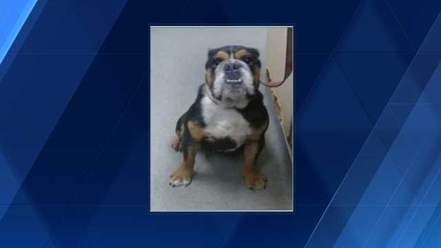 Dog stolen from Hitchcock Road Animal Services - Vimarsana News