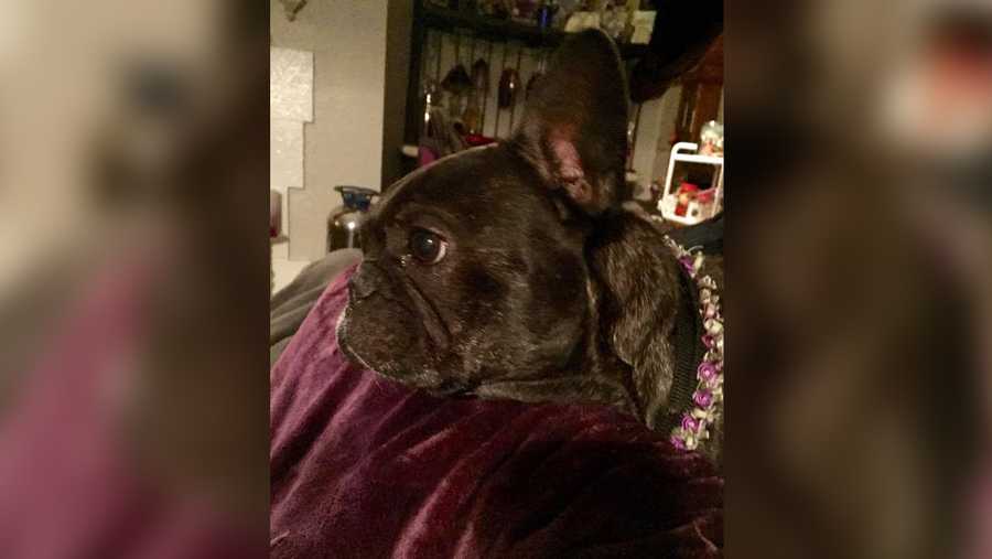 This service dog was stolen from a vehicle parked at a Stockton grocery store on Saturday, Jan. 14, 2017, the Stockton Police Department said.