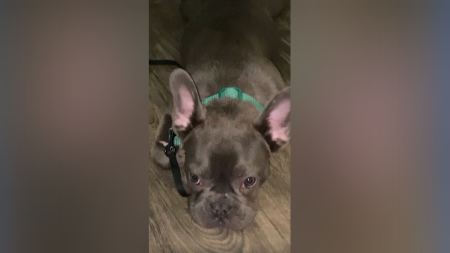 Milwaukee police search for 3 men who stole dog at gunpoint - Vimarsana News