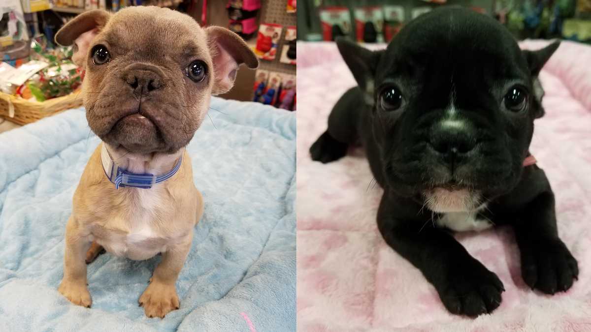 Pair of French bulldog puppies stolen from Greensboro pet