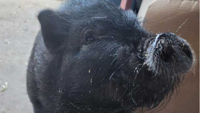 Have you seen this piggy? Police confirm stolen pet pig - Vimarsana News