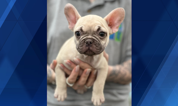 French Bulldog Puppy Stolen From Pets R Us