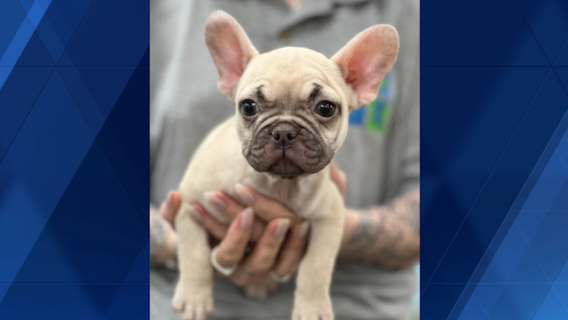 French Bulldog puppy stolen from Pets R Us - Vimarsana News
