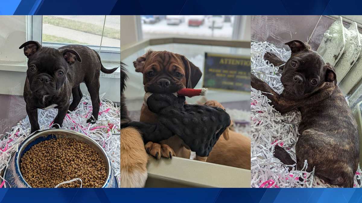 Video catches thieves steal 3 puppies from Mount Healthy pet store