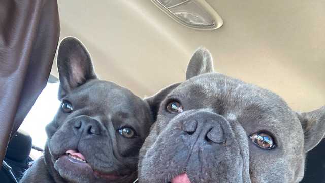 Stolen French Bulldogs' owner pleads for their return to Seminole - Vimarsana News