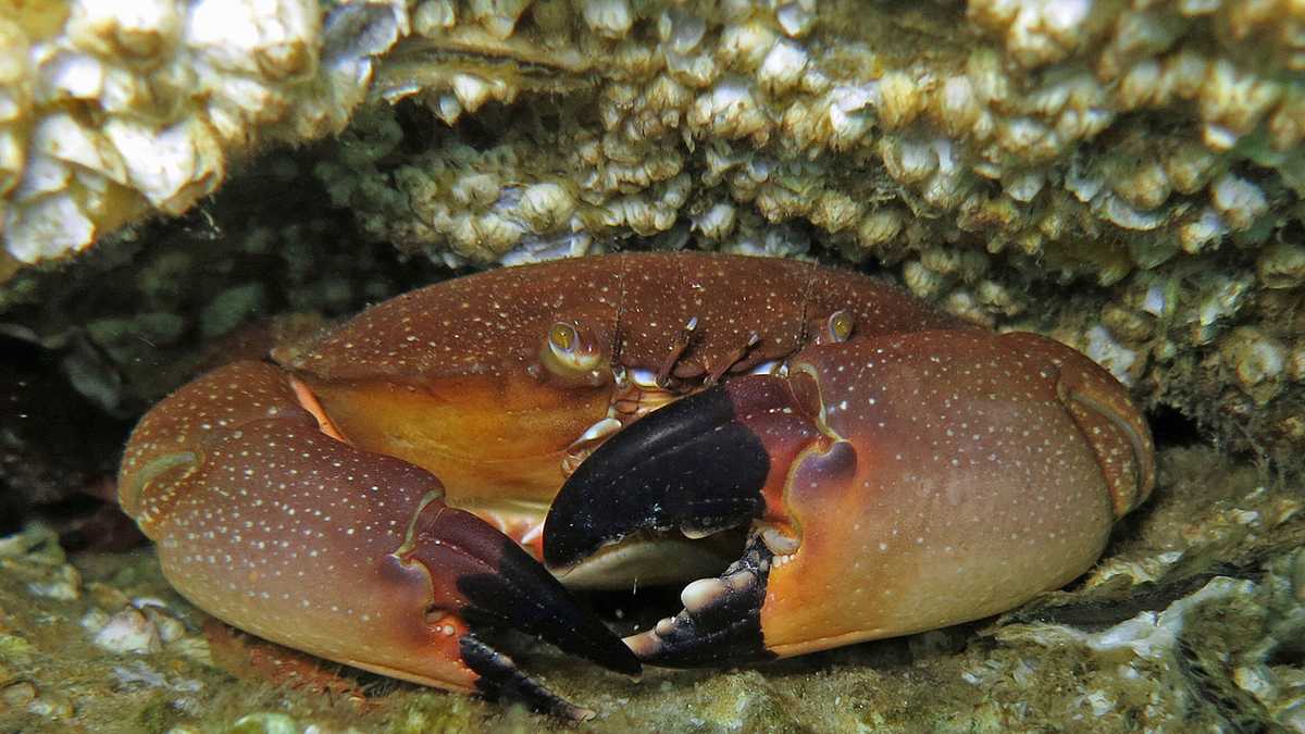 Florida stone crab season starts Saturday