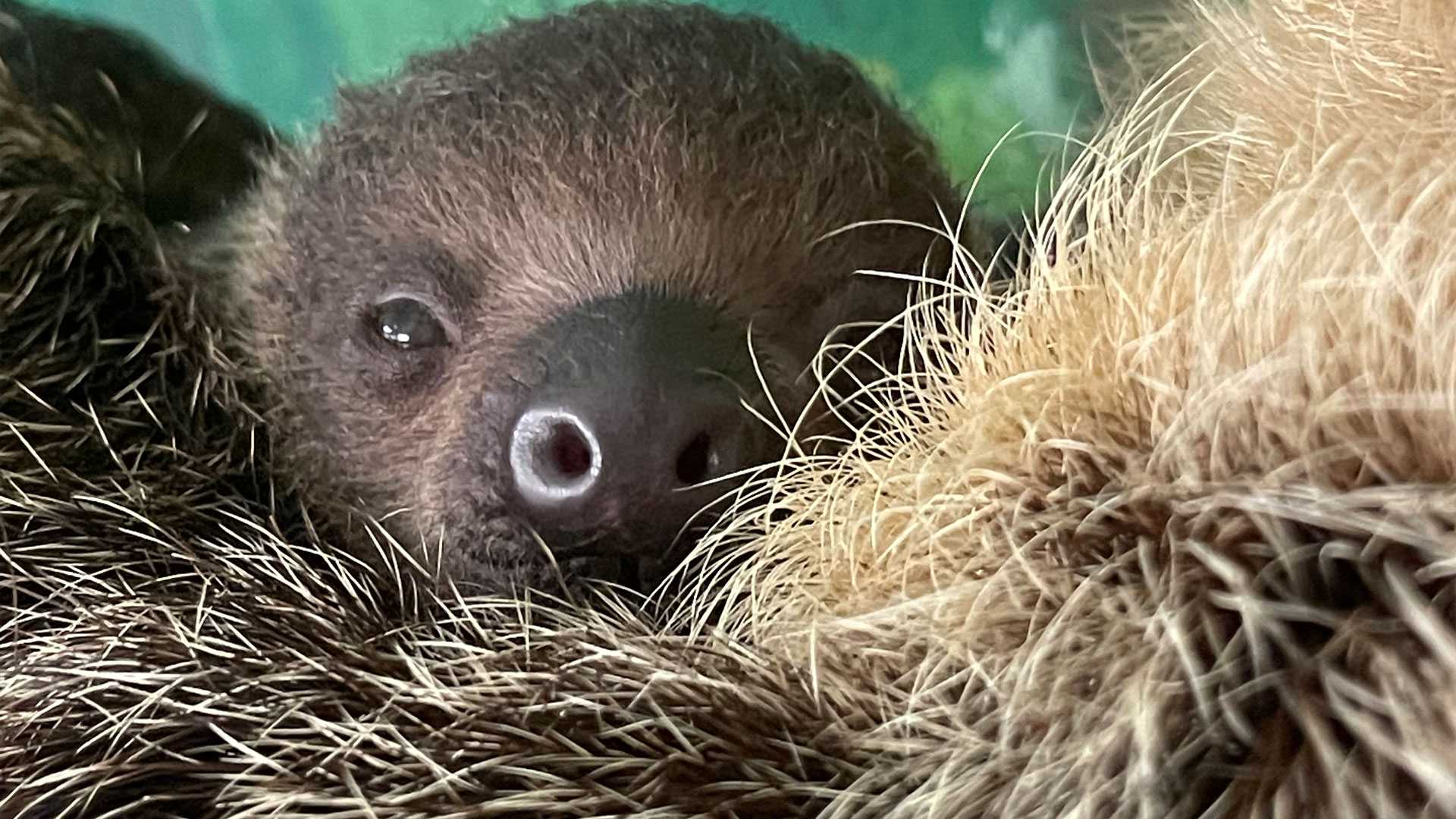 silver sloth self sex