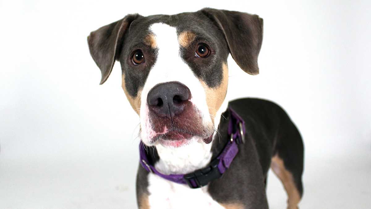 UPDATED South Florida adoptable pets