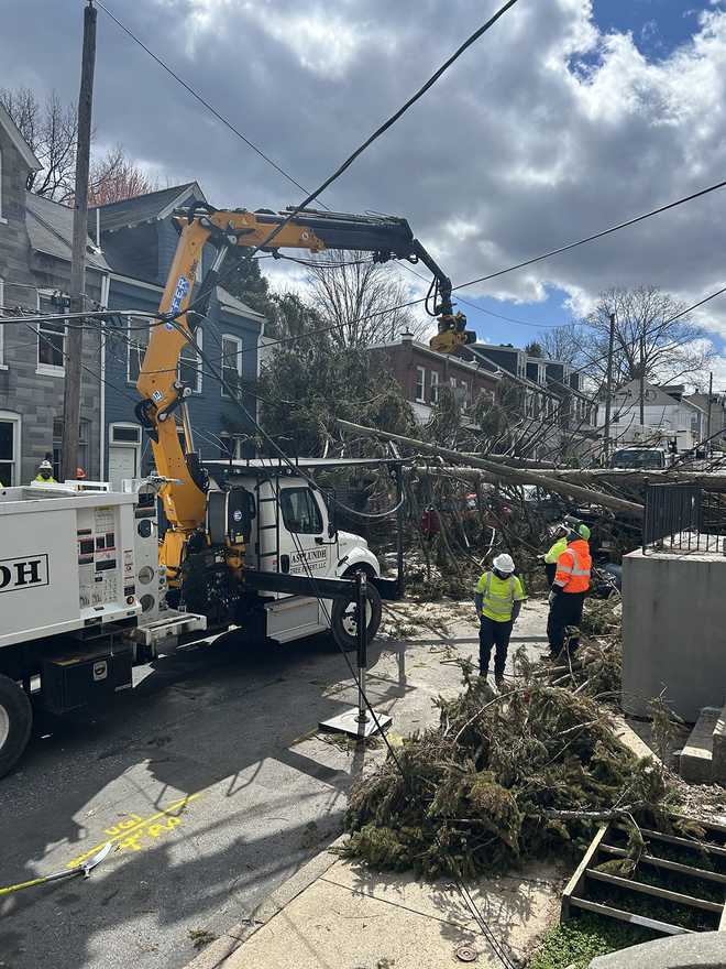 Large tree topples onto wires, multiple vehicles in Lancaster, Pa.