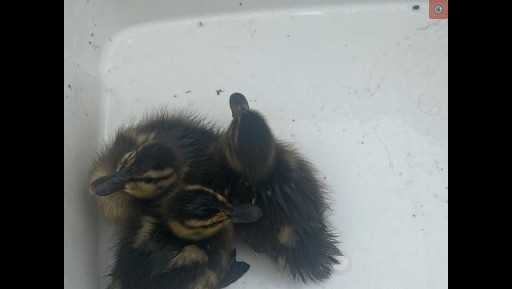 Ducklings rescued in Lancaster County - Vimarsana News