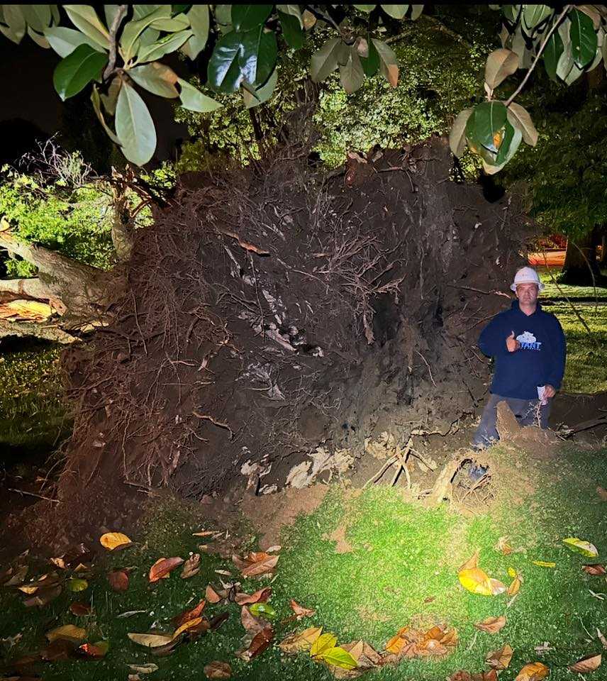 Uprooted Pin Oak tree on Nandina Drive in northeastern Louisville Uprooted Pin Oak tree on Nandina Drive in northeastern Louisville