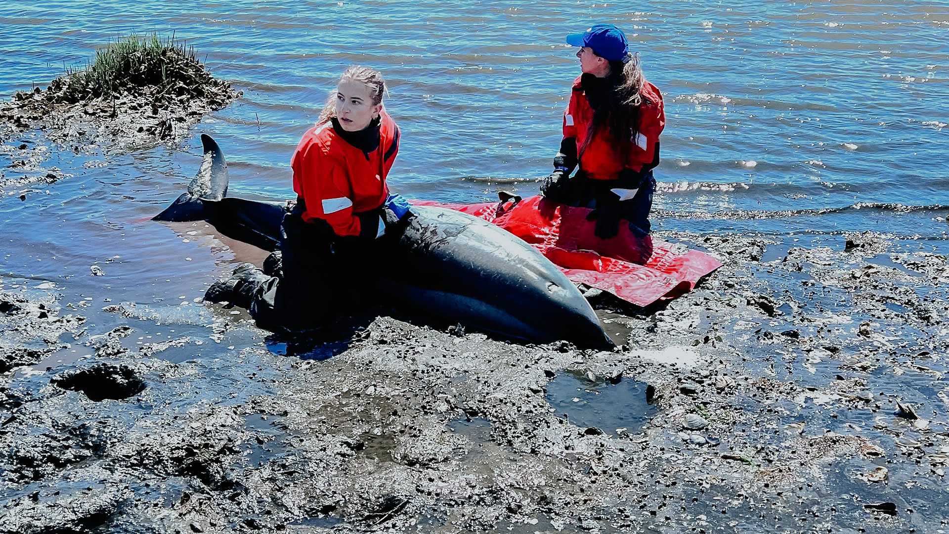 Multiple Stranded Dolphins Rescued Over 2 Days On Cape Cod