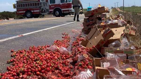strawberries spilled along highway 1