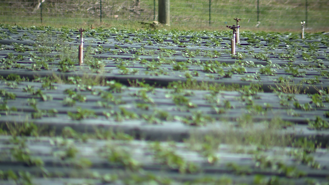 South Carolina: Farmers expect good crop this strawberry season - Vimarsana News