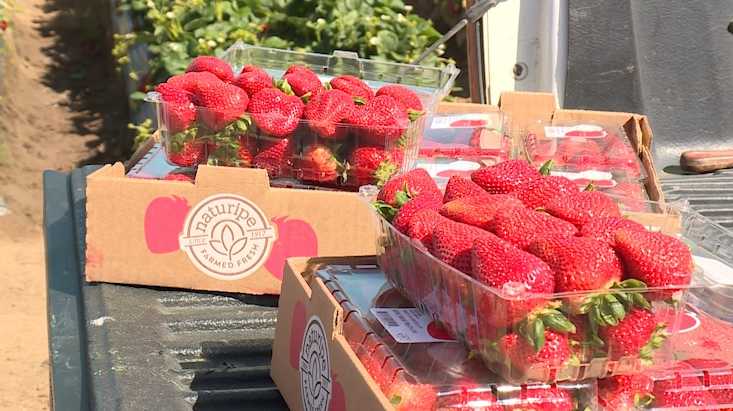 Peak strawberry season is now, growers say buy local