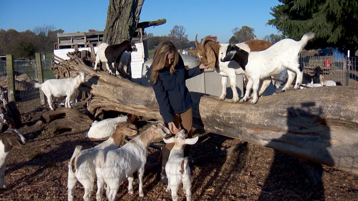 Woodstock farm holds 'Fall Fest' to promote agriculture education