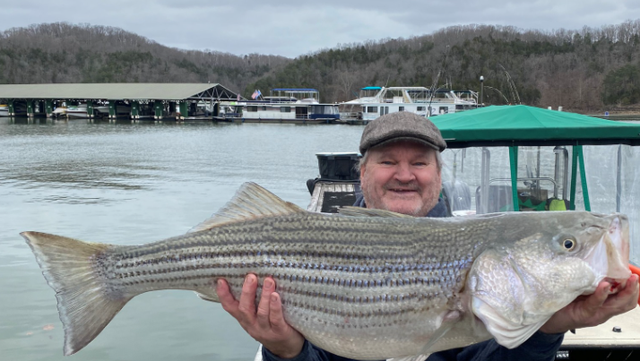 Lake cumberland striped bass heating up - Kentucky Department of Fish &  Wildlife