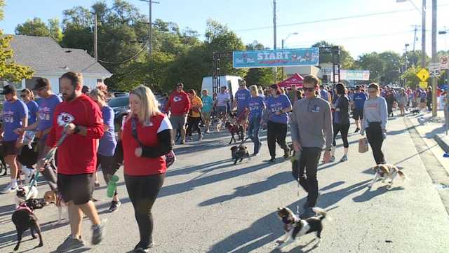 Strutt With Your Mutt supports Wayside Waifs - Vimarsana News