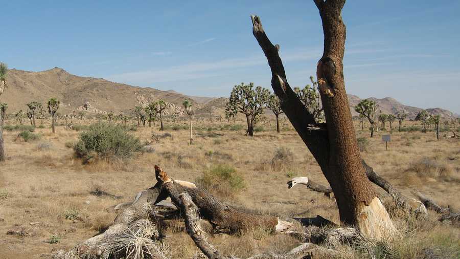 Stubbe Springs Trail at Joshua Tree National Park