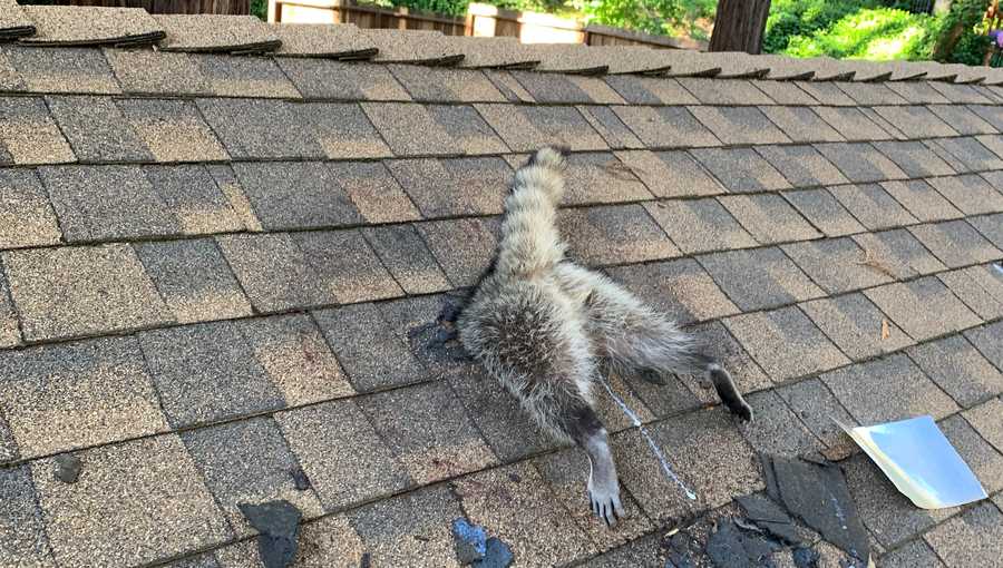 a raccoon was trapped in a hole in the roof of a home in california's santa cruz mountains.