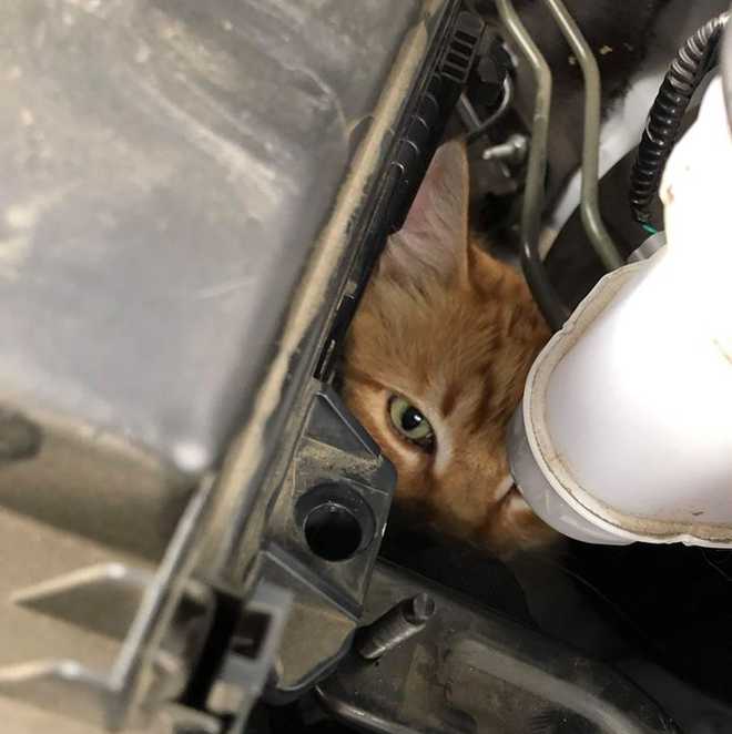 Orange Tabby Cat Rescued From Car Engine In Rancho Cordova 