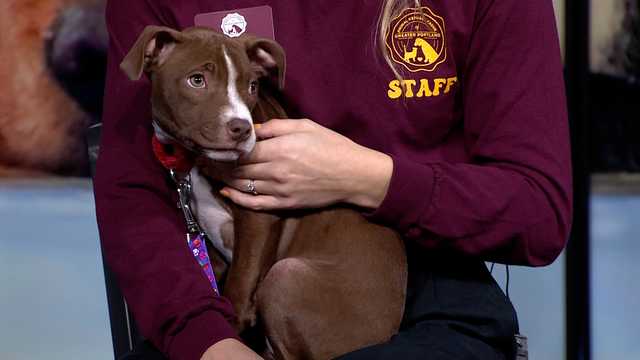A sweet pup named Sugar needs a home in Maine - Vimarsana News