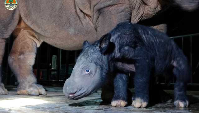 Cincinnati Zoo-born Sumatran rhino sires first calf in Indonesia