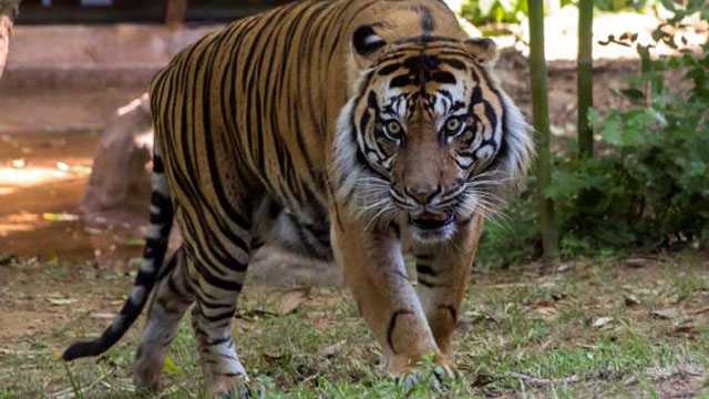 Tiger on loan from Jackson Zoo dies