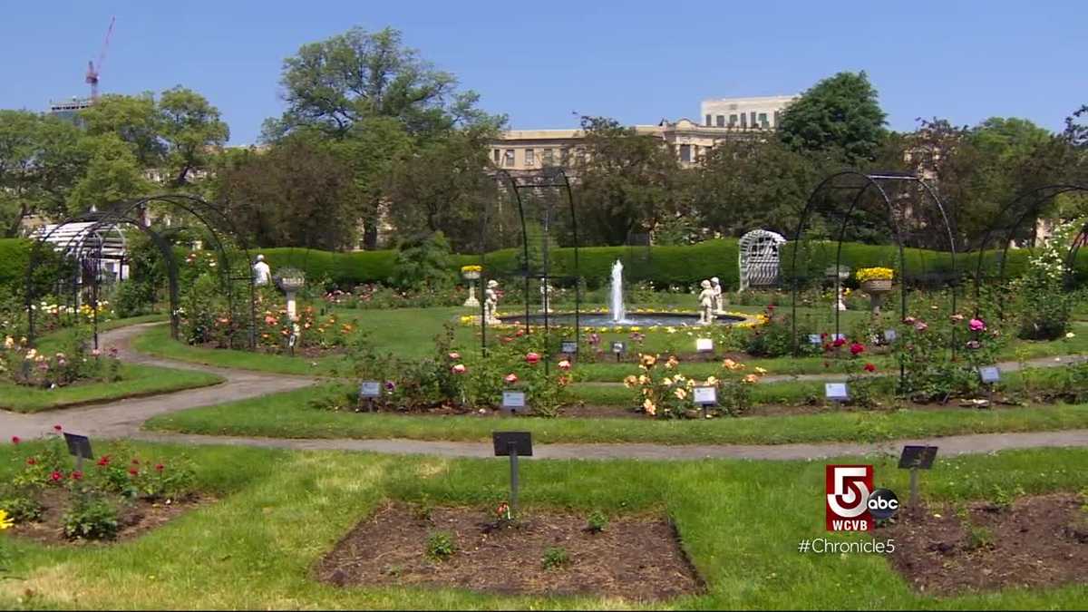 Summer Fun Boston Rose Garden