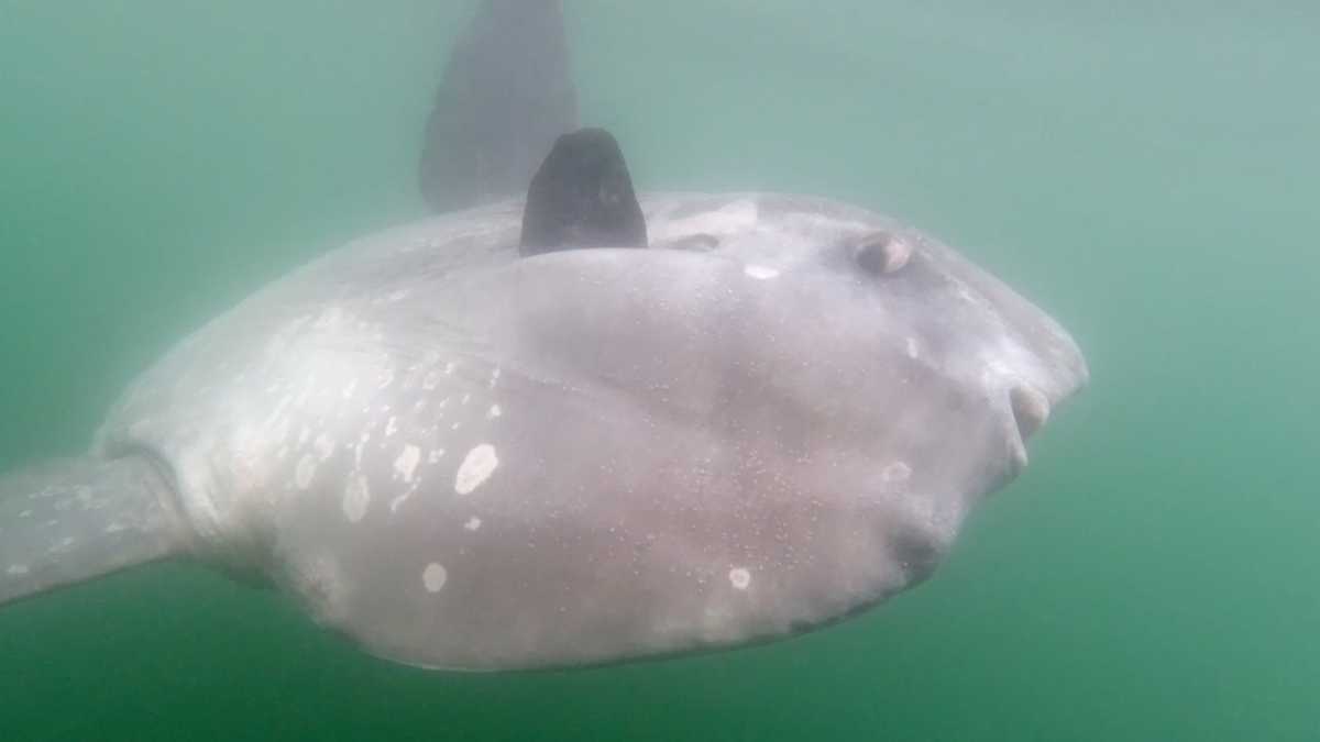 VIDEO: Large sunfish spotted off Maine coast