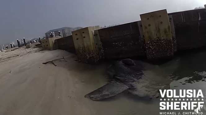 Sunfish Smashed Massive ocean sunfish rescued on Florida beach