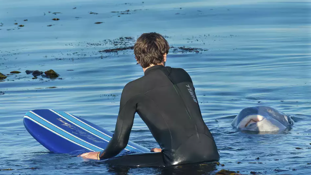 Sea Creatures outlet Surfing the Current