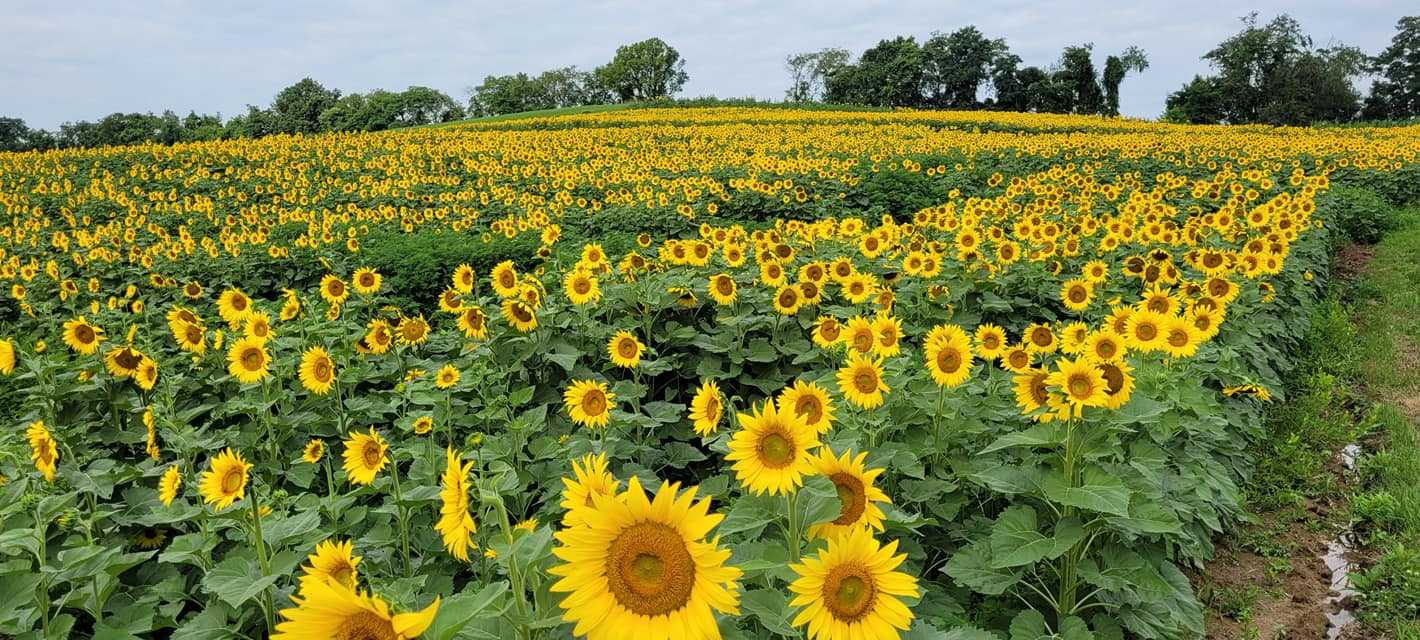 Sunflower Festival Happening At Schwirian Farm In Western Pa.