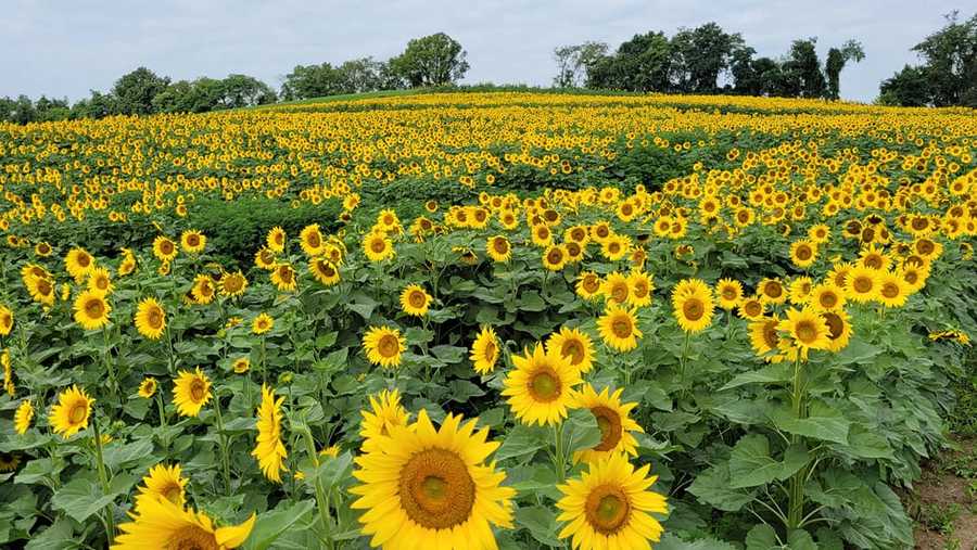 schwirian farm sunflower fields in Monongahela