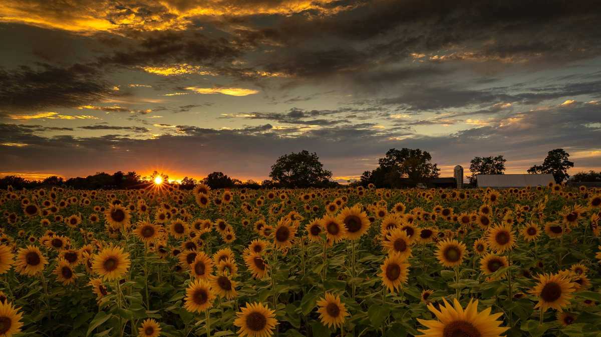 Grab your camera: Farm to host Sunflower Festival in Evendale