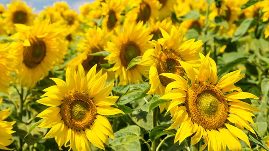 Sunflowers in Jarrettsville canceled this year due to