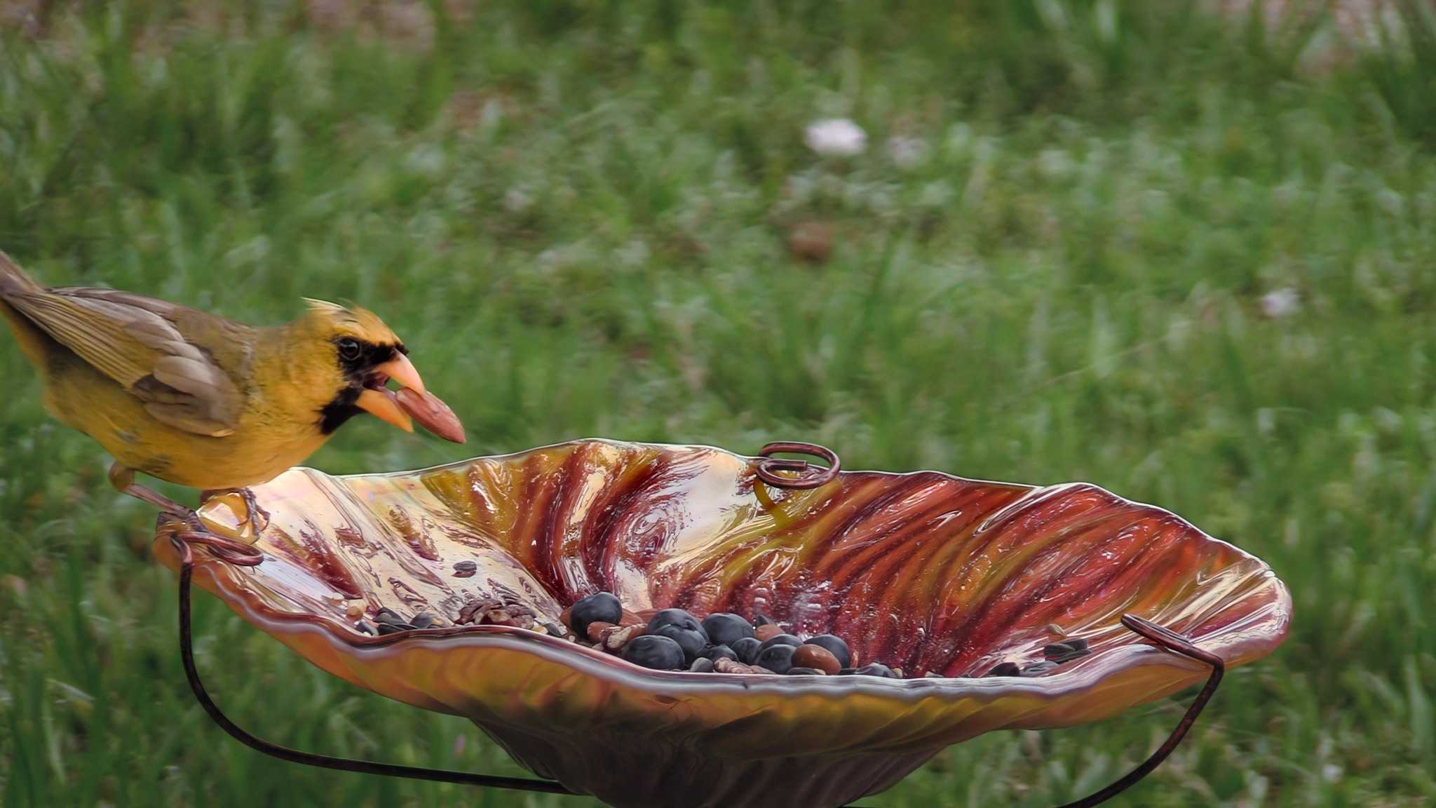 Yellow cardinal, a rare bird, spotted in Port St. Lucie, Florida