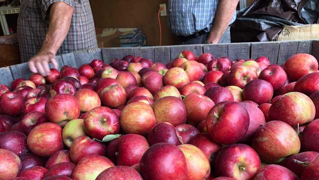 'A lot of work but we like doing it': Fall fun at SuperBee Orchard in Fort Calhoun - Vimarsana News