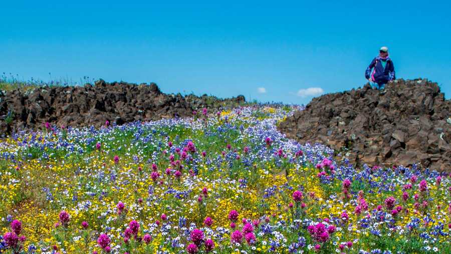 California Super Bloom Has Wildflowers Galore After Heavy Rains