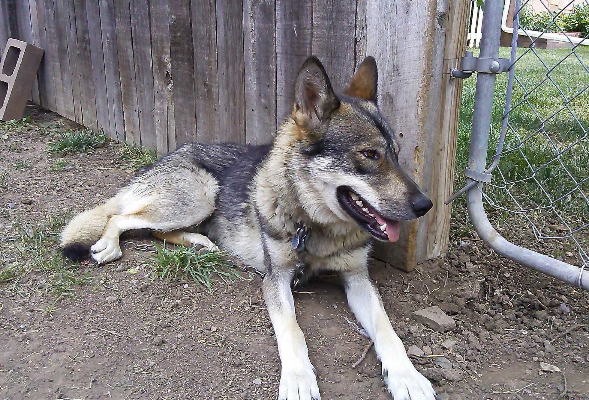 Tamaskan Wolf Dog Breed Tamaskan Puppies For Sale 3+ Hundred