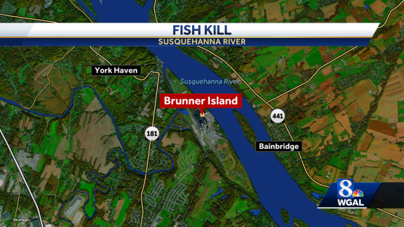 Hundreds of fish found dead in Susquehanna River - Vimarsana News