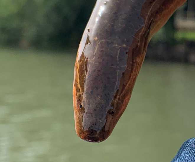 Swamp eel 